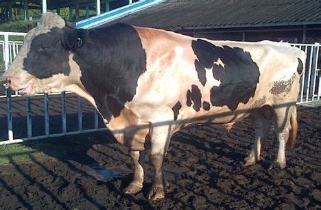 KARAKTERISTIK SAPI PERAH FH (FRIESIAN HOLSTEIN) - Ilmu Ternak