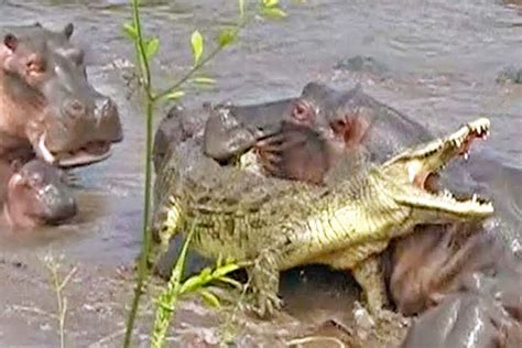 Watch: One crocodile vs an entire pod of hippos | Animal Behaviour ...