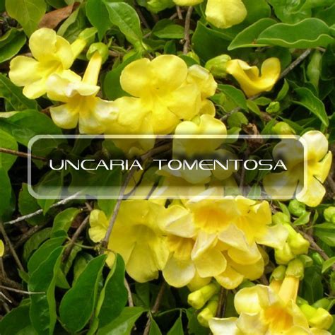 Uncaria Tomentosa | Interstellar Blends | Activate Your Super Powers!