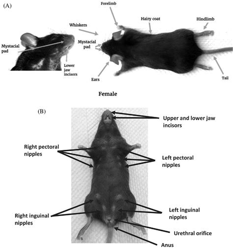 Anatomy Of Mouse