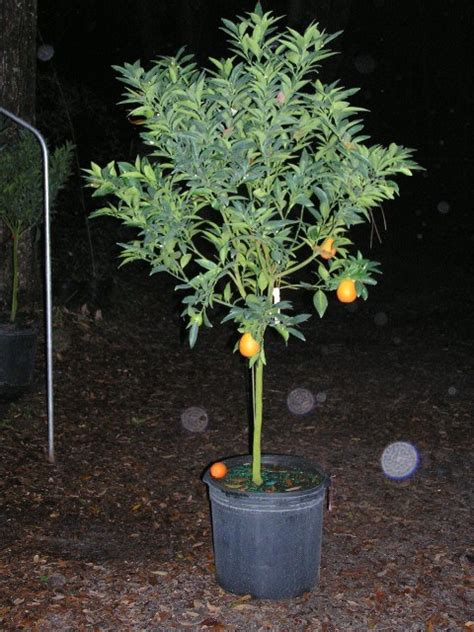 Red Limes: Most Cold Hardy Limes for zone 8 - Ask The Green Genie