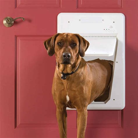 Top 10 Best Electronic Dog Doors in 2024 Reviews