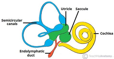 The Inner Ear - Bony Labyrinth - Membranous Labryinth - TeachMeAnatomy