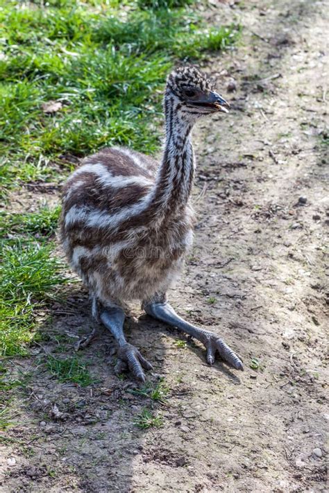 Baby emu stock image. Image of sweet, green, portrait - 53944763