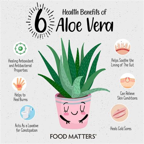 Aloe Vera Plant Benefits At Home