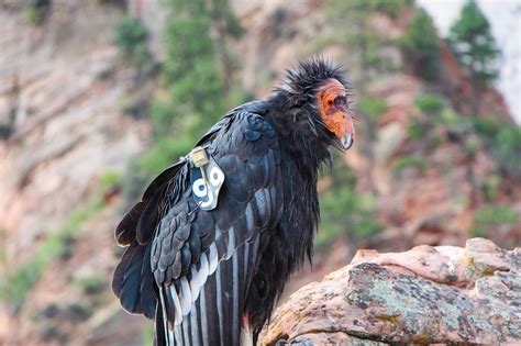 California Condor Recovery Plans to Expand to the Pacific Northwest ...