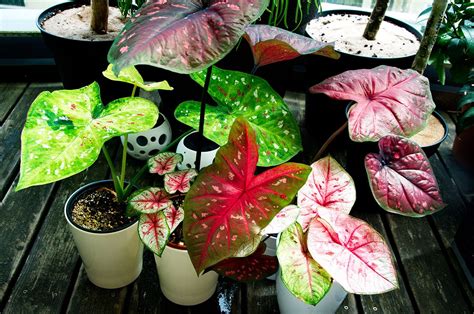 Caladium growing indoors in pots - Tropics @Home Plant Care Houseplant ...