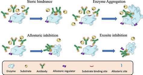 Antibodies targeting enzyme inhibition as potential tools for research ...