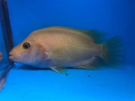 Red devil cichlid for sale - Exotic Fish Shop - 774-400-4598