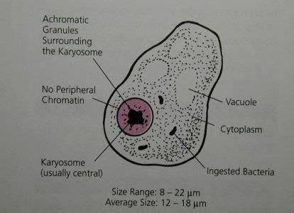 9 Iodamoeba butschlii ideas | medical laboratory, medical laboratory ...