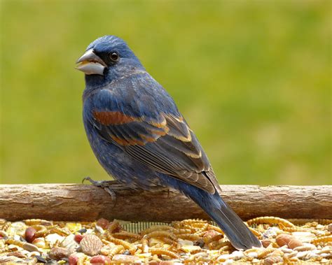 A week of Blue Grosbeaks - FeederWatch