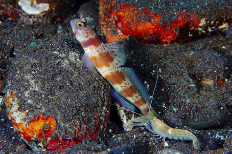 ΔS ≥ 0 - ichthyologist: Pistol Shrimp and Goby Symbiosis ...