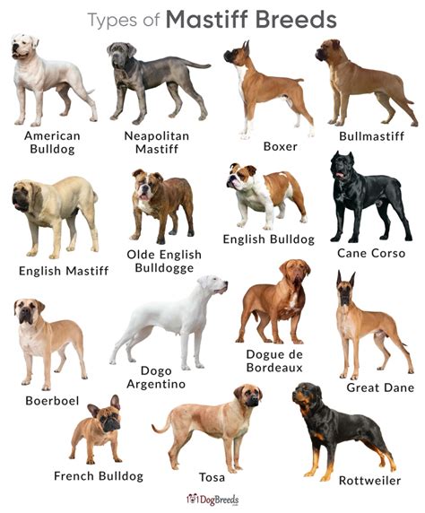 Types of Mastiff Dog Breeds With Pictures | 101DogBreeds.com