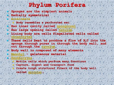 Phylum Porifera. - ppt download