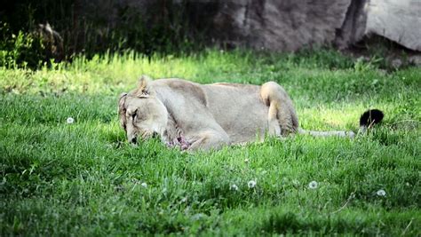 Lion Eating On Green Grass Stock Footage Video (100% Royalty-free ...