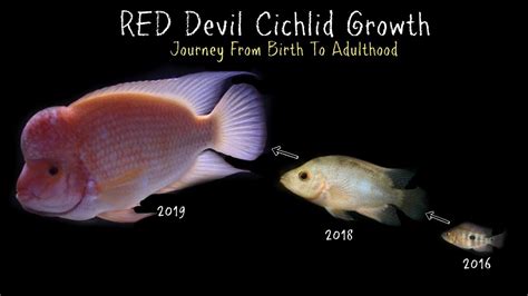 Red Devil Cichlid • Care Guide (Tank Setup, Mates & Diet)