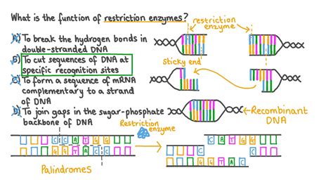 Explain the Function of Restriction Enzymes and Sticky Ends - Coffeytrust