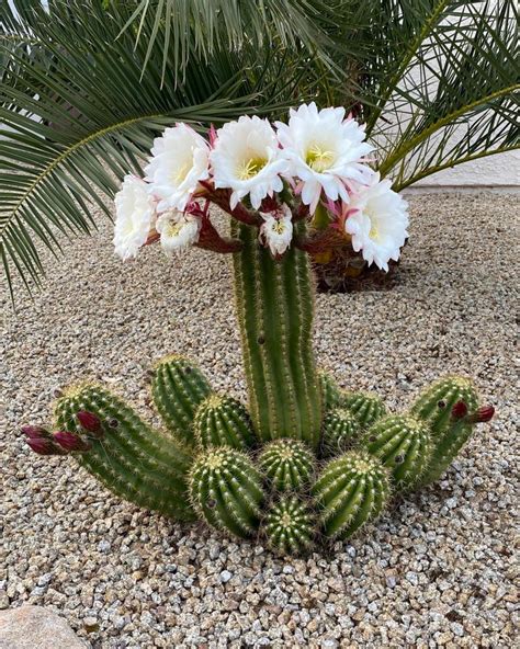 Cactus Flowers: 15 Magnificent Varieties for Your Garden