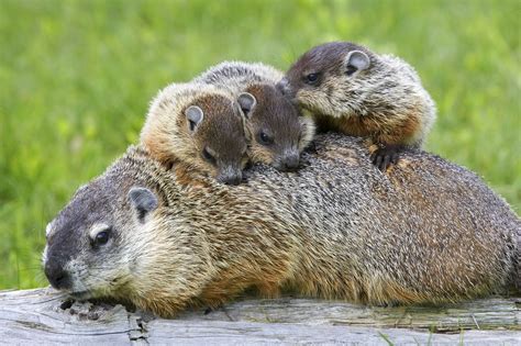 Groundhogs. Groundhog Day, Animals And Pets, Baby Animals, Cute Animals ...