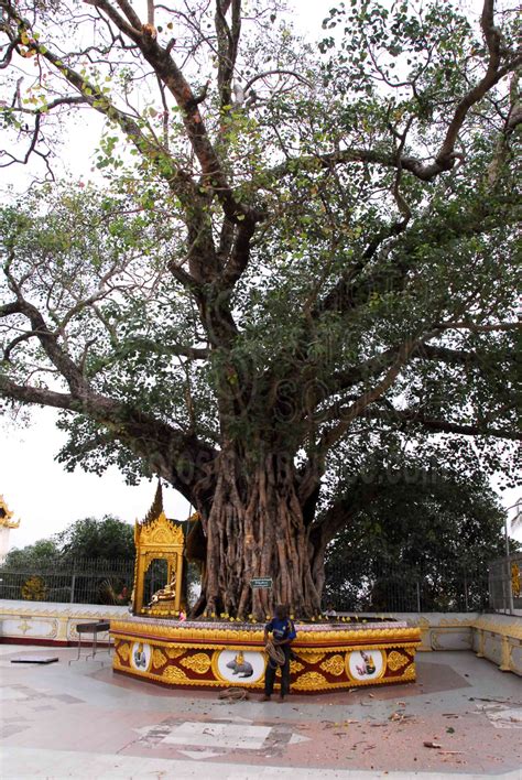 Photo of Maha Bodhi Tree by Photo Stock Source tree, Yangon, Yangon ...