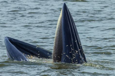 How Do Whales Survive By Eating Krill? » ScienceABC