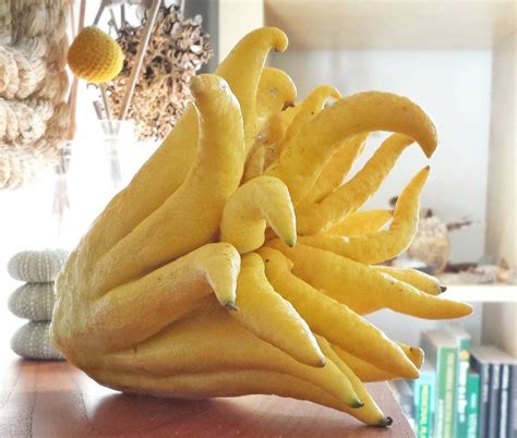 5 Things to Do With a Buddha’s Hand | Buddha's hand, Fruit recipes, Fruit