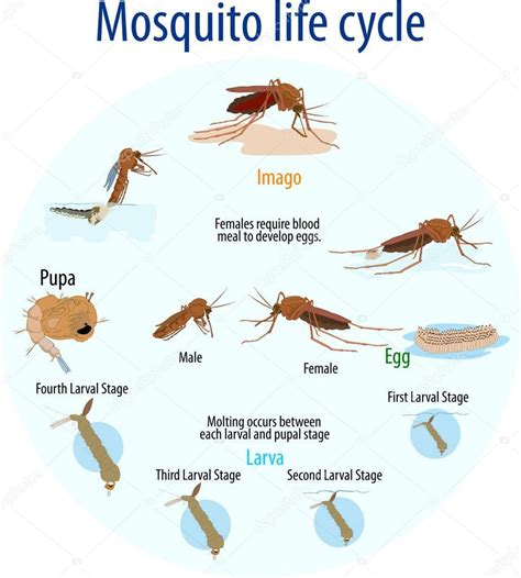 Mosquito life cycle — Stock Vector © magemasher #129293562