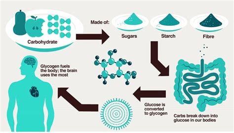 Types Of Carbohydrates Our Bodies Need! Do you Know Your Carbs Well?