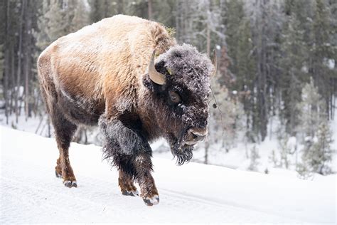 2020 Yellowstone Bison Cull Begins - Yellowstone Insider