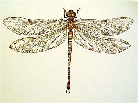 Pinned Dragonfly by Arboris-Silvestre on DeviantArt