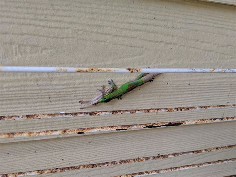 Gecko applying his former predators strategy : r/natureismetal