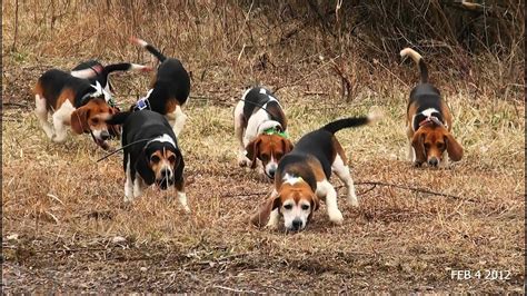 Skyview's Beagles Rabbit Hunt With Fortier And Reed No SHow Ron - YouTube