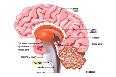 Abducens Nerve