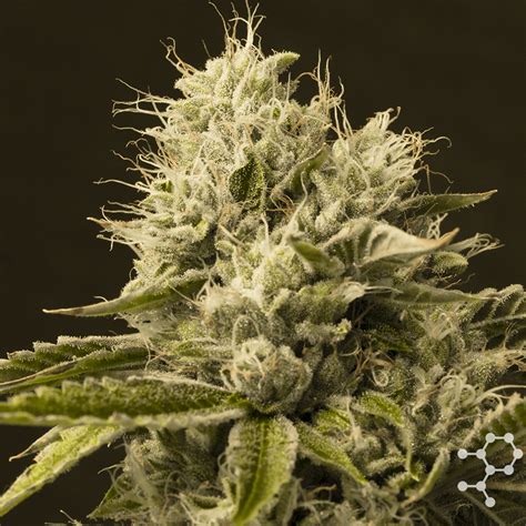 Explore Top Sativa Strains: Benefits and Varieties | THC Design