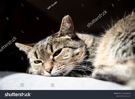 Sleeping Cat Cute Tabby Cat Lying Stock Photo 2146198259 | Shutterstock