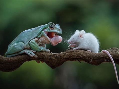 Frog did not eat mouse | From foes to friends: When a frog decided not ...