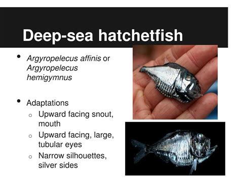 PPT - Biological adaptations of deep sea fishes PowerPoint Presentation ...