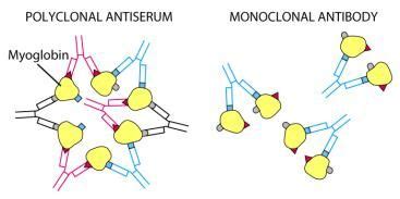 Polyclonal antiserum vs. Monoclonal Antibodies | Medical laboratory ...