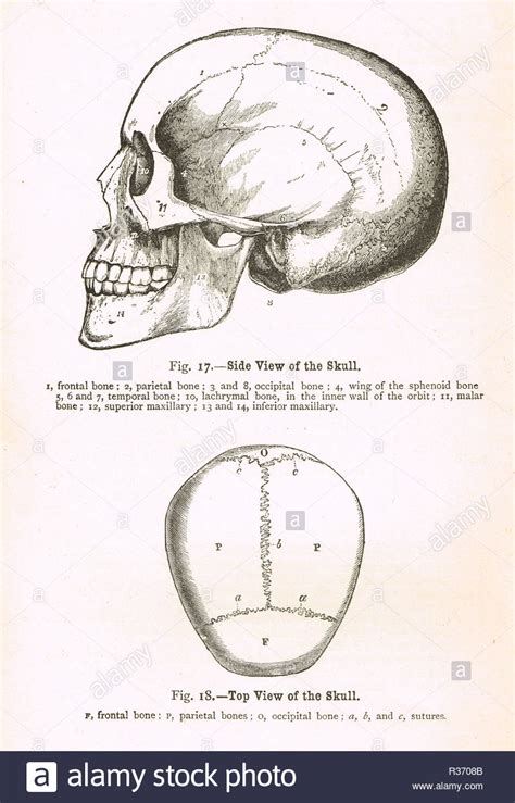 Guess their cephalic index