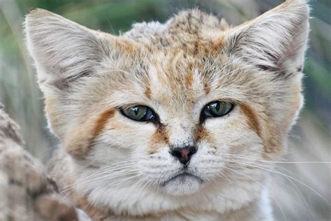 8 Desert Animals You Should Know About, from the Sand Cat to Kangaroo ...