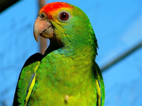 Parrots Pet Guide