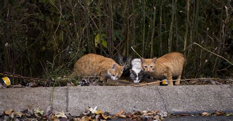 How to stop feral cat colonies without killing hundreds of cats