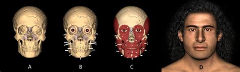 Facing our Past with Facial Reconstruction - Dig It!