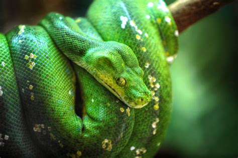 A Guide to Caring for Green Tree Pythons as Pets