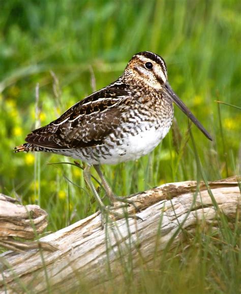 Quiz: Identify Shorebirds with this Fun Challenge!