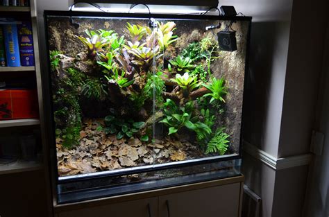 Frog Vivarium 011114 005 WEB | Hanging terrarium plants, Frog terrarium ...