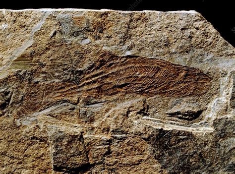 Birkenia elegans, fossil fish (Class: Agnatha) - Stock Image - E445 ...