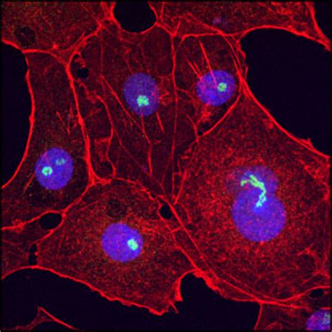 1Cell Parts and Cell Cycle