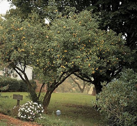 Trifoliate orange - Alchetron, The Free Social Encyclopedia