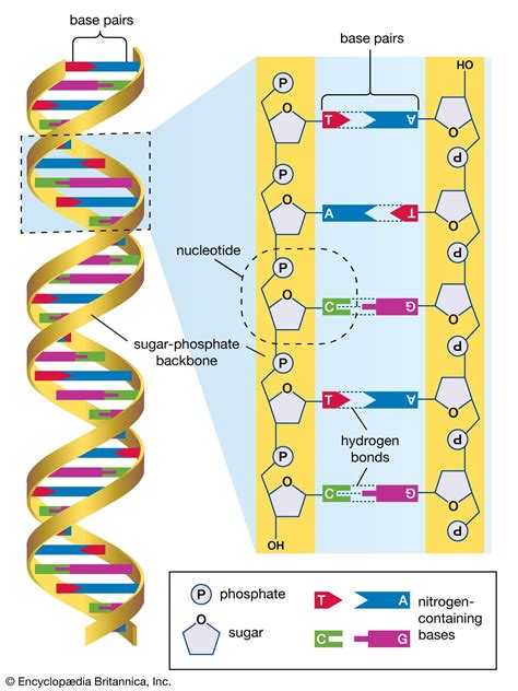 DNA sequencing | Genetics, Technology & Applications | Britannica